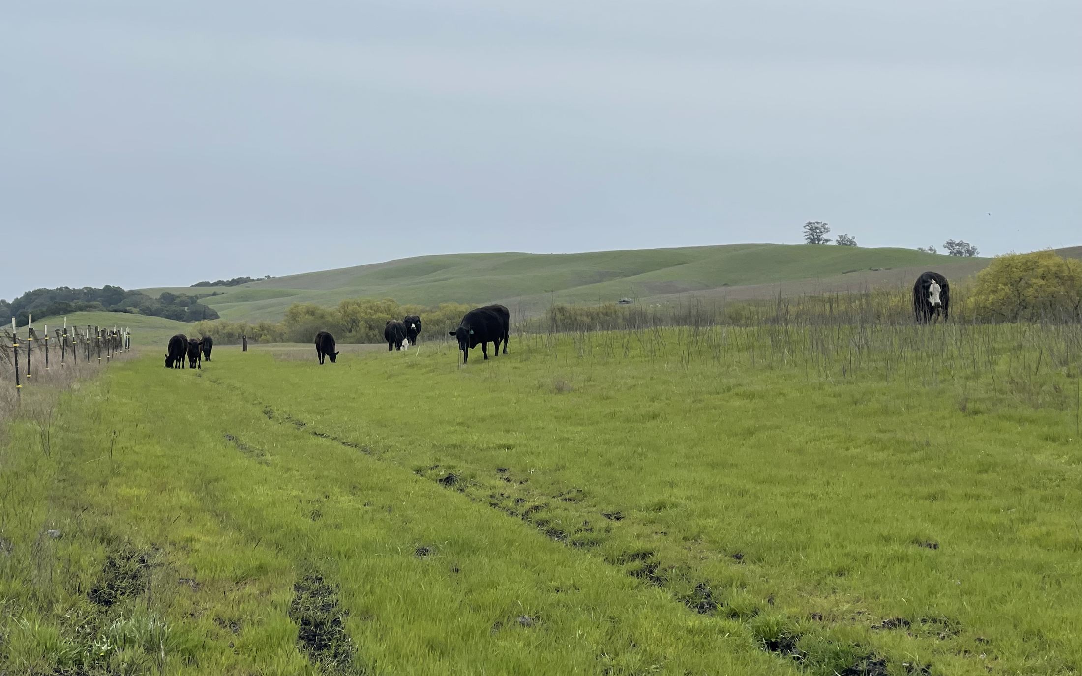Cattle grazing beneath rolling hills at Tolay Lake Regional Park near Petaluma