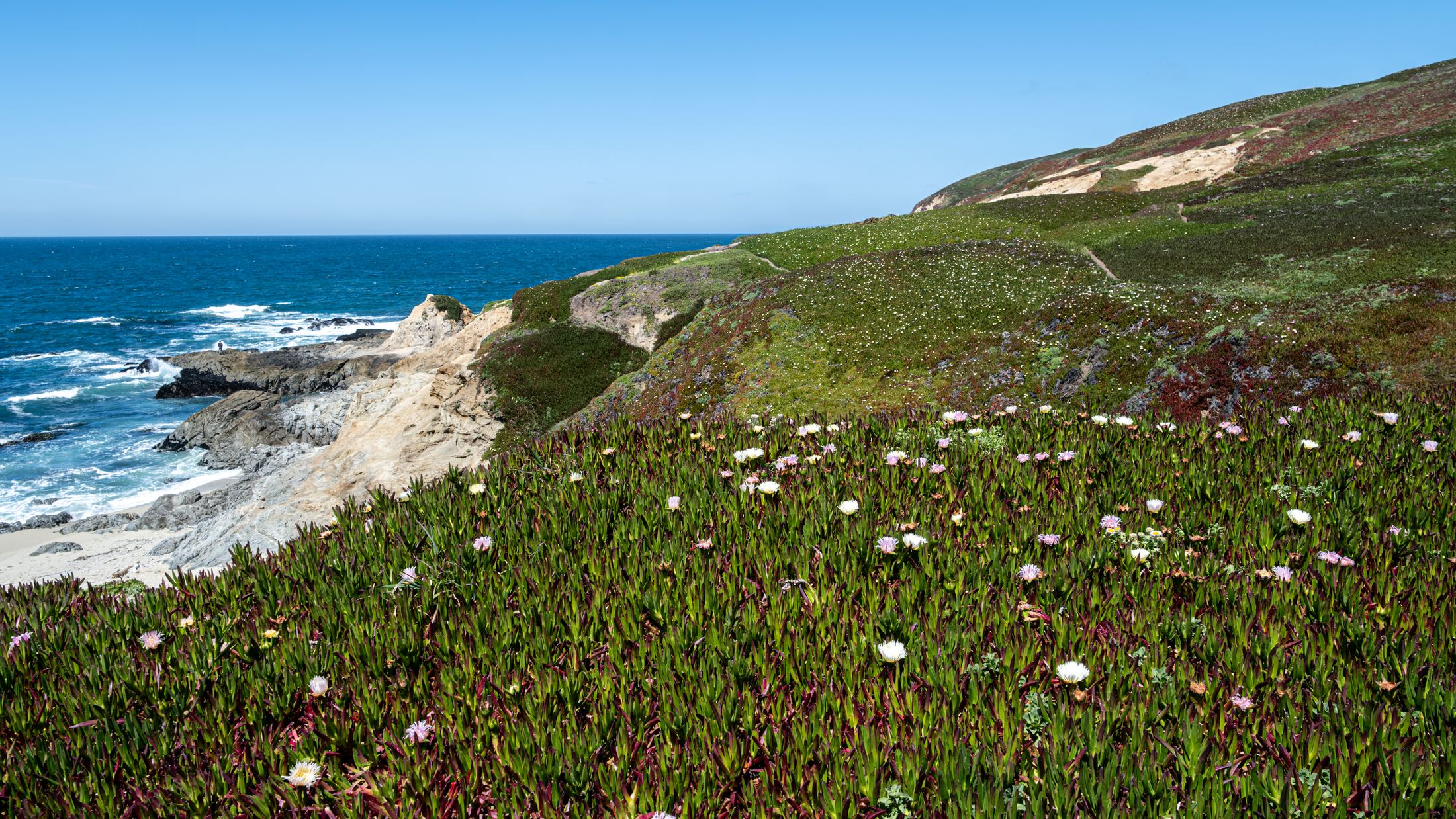 Wildflowers on a bluff above the Pacific at Bodega Bay