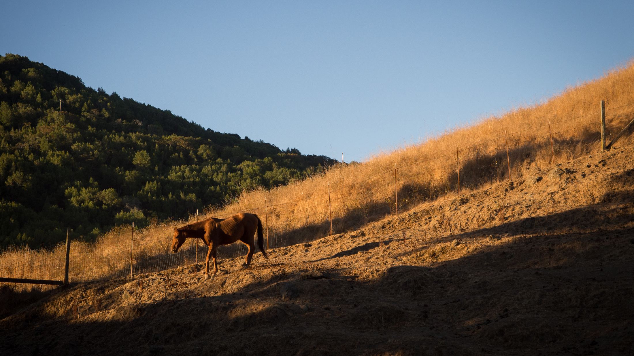 A horse grazing on a golden hillside in low evening light south of Petaluma