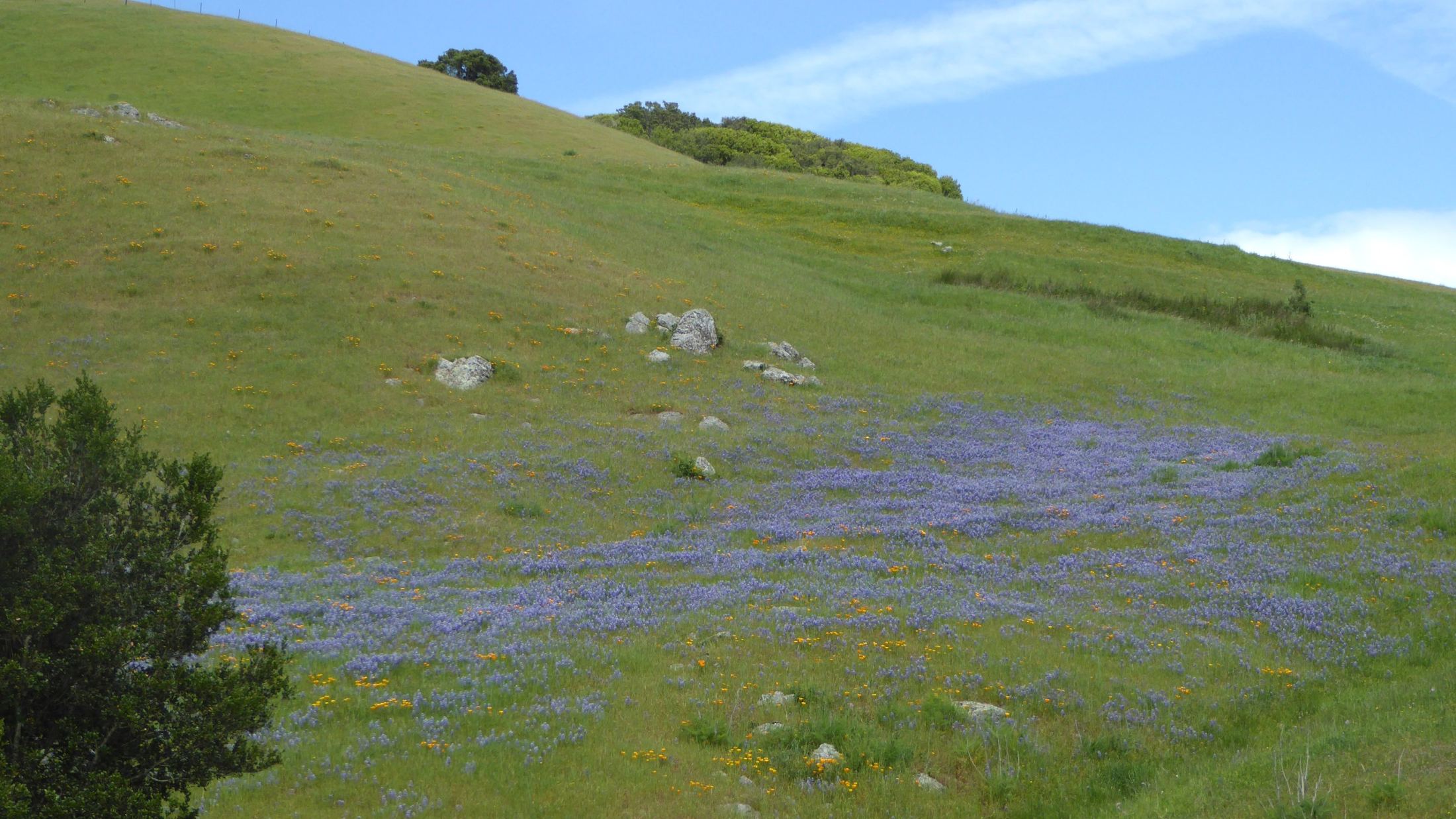 Lupines across the hills southwest of Petaluma