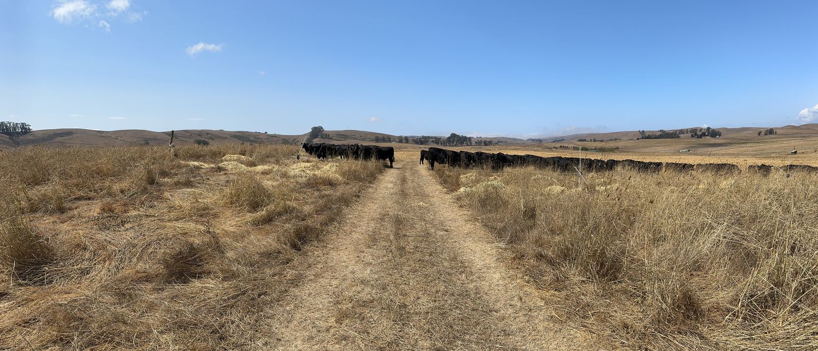A ranch road through dry grass near Tomales