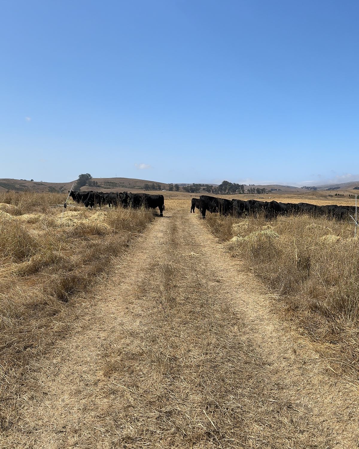 A ranch track through dry summer pasture near Tomales