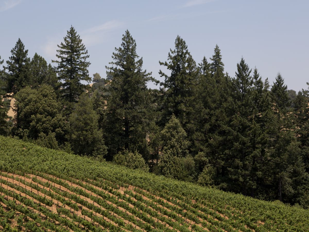 Oak trees and vineyard near Cloverdale in Sonoma County