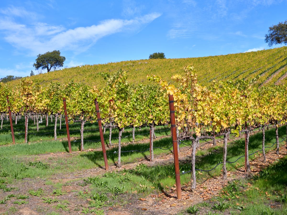 Vine rows and an oak in clear daylight, Alexander Valley