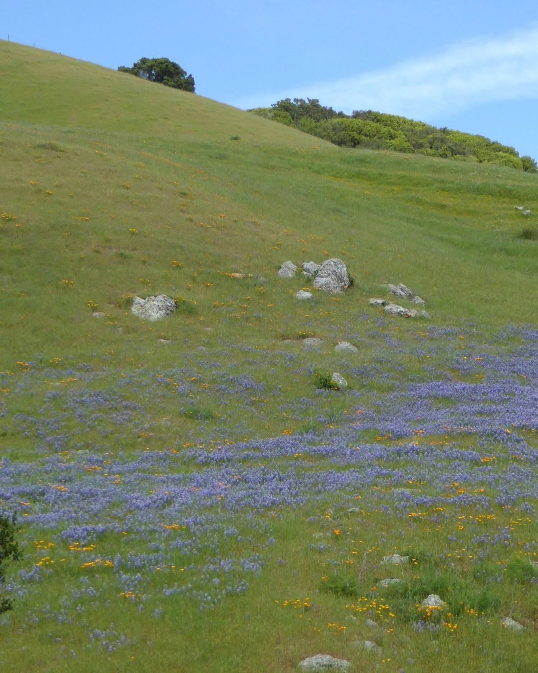 Lupines across the hills southwest of Petaluma